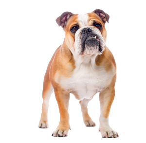 Read more about the article What Does Your Dog Breed Say About You?