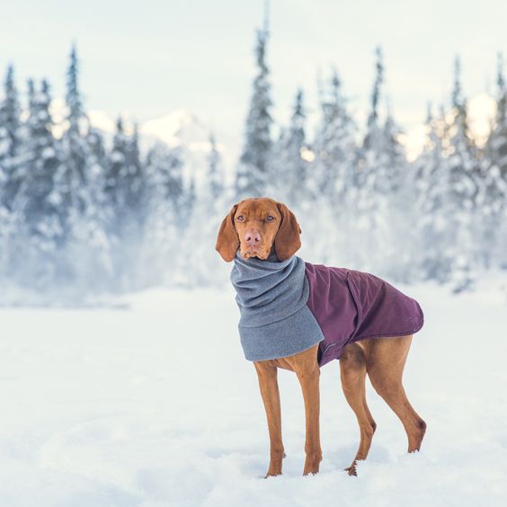 Read more about the article 5 Tips for Winter Pet Care