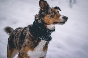 Read more about the article Preparing Your Pup for Colder Weather