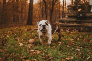 Read more about the article Getting The Most Out of The Dog Park This Fall
