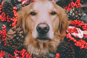 Read more about the article HOLIDAY PLANTS TO KEEP YOUR PUP AWAY FROM