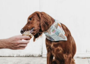 Read more about the article DIY The Perfect No-Sew Pup Bandana