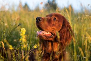 Read more about the article Is Your Pup Prepared for Spring?