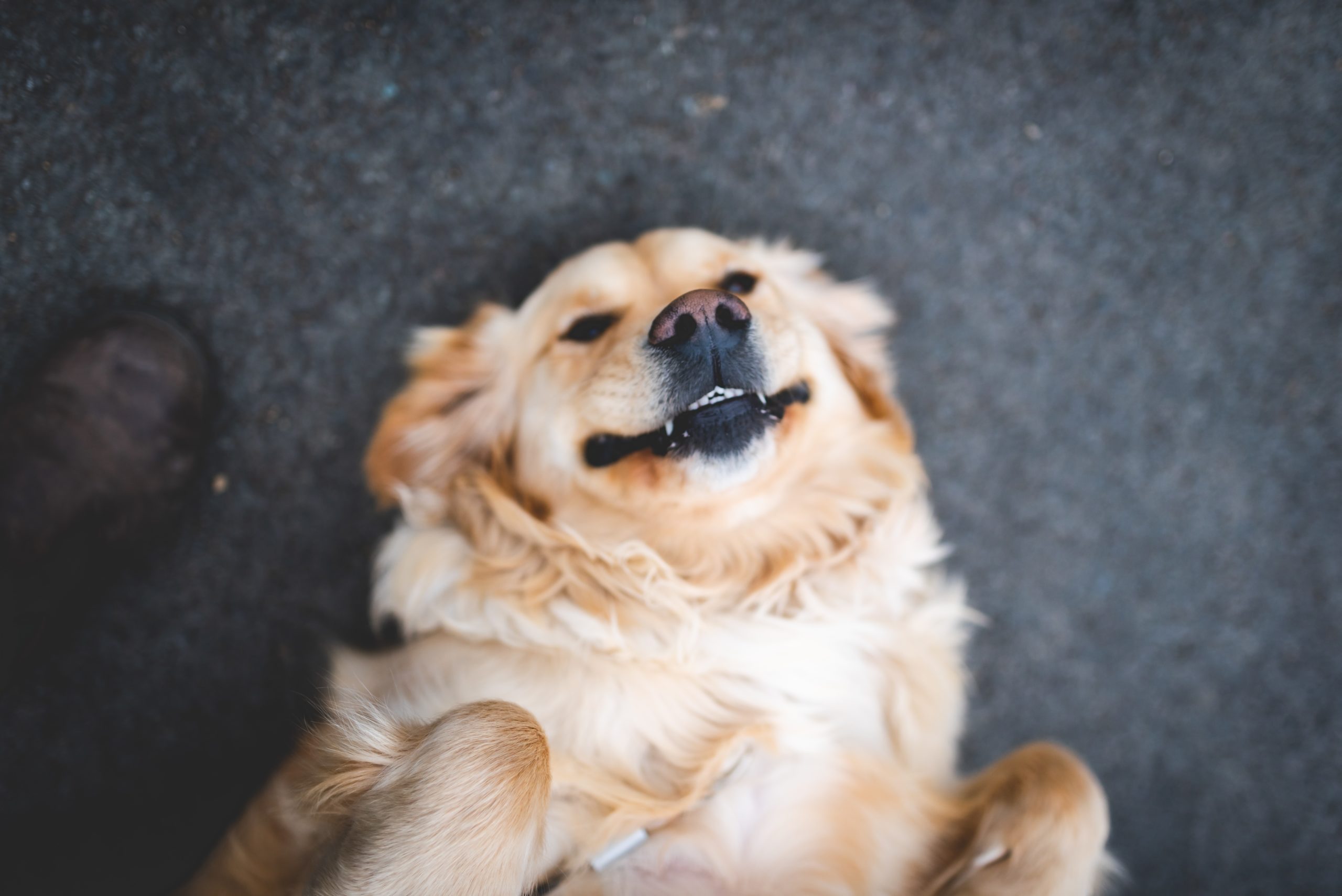 You are currently viewing SHOULD FIDO FLOSS? TIPS FOR PET DENTAL HEALTH MONTH