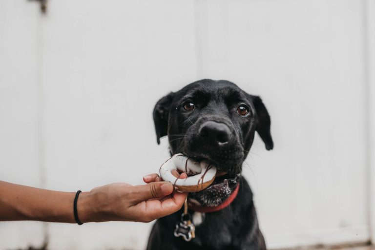 Read more about the article DIY Dog Treat Icing