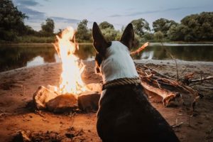Read more about the article TIPS FOR CAMPING WITH YOUR DOG