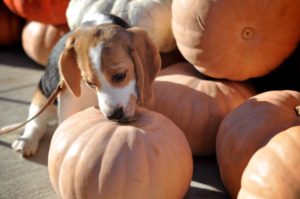 Read more about the article It’s Officially Pumpkin Season!